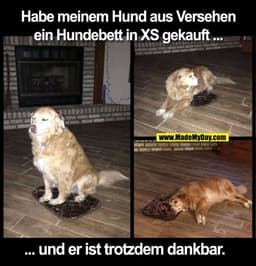 Habe meinem Hund aus Versehen
ein Hundebett in XS gekauft...
... und er ist trotzdem dankbar.