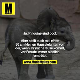 Ja, Pinguine sind cool.

Aber stellt euch mal einen 30 cm kleinen Hauselefanten vor,
der, wenn ihr nach Hause kommt, vor