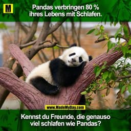 Pandas verbringen 80% ihres Lebens mit schlafen.
Kennst du Freunde, die genauso viel schlafen wie Pandas?