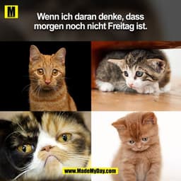 Wenn ich daran denke, dass
morgen noch nicht Freitag ist.
