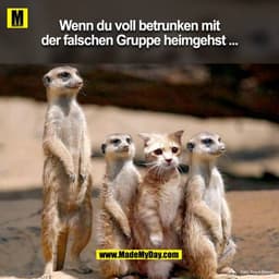 Wenn du voll betrunken mit der falschen Gruppe heim gehst ...