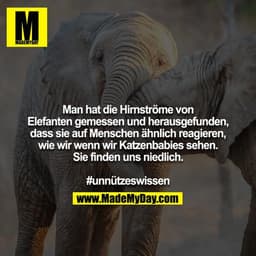 Man hat die Hirnströme von Elefanten gemessen und herausgefunden, dass sie auf Menschen ähnlich reagieren, wie wir wenn 