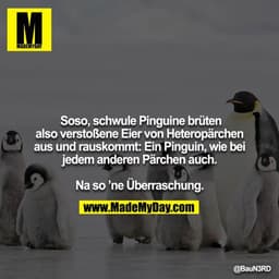 Soso, schwule Pinguine brüten also verstoßene Eier von Heteropärchen aus und rauskommt: Ein Pinguin, wie bei
jedem ander