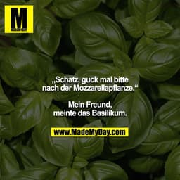 „Schatz, guck mal bitte nach der Mozzarellapflanze.“

Mein Freund, meinte das Basilikum.
