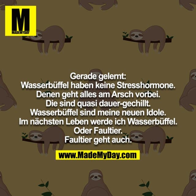Gerade gelernt: Wasserbüffel haben keine Stresshormone. Denen geht alles am Arsch vorbei. Die sind quasi dauer-gechillt. Wasserbüffel sind meine neuen Idole. Im nächsten Leben werde ich Wasserbüffel. Oder Faultier. Faultier geht auch. - Inspiration, Zitate & Sprüche | MadeMyDay | Jetzt entdecken & teilen Gerade gelernt: Wasserbüffel haben keine Stresshormone. Denen geht alles am Arsch vorbei. Die sind quasi dauer-gechillt. Wasserbüffel sind meine neuen Idole. Im nächsten Leben werde ich Wasserbüffel. Oder Faultier. Faultier geht auch. - Inspirierendes Zitat mit Bild