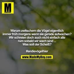 Warum zwitschern die Vögel eigentlich immer früh morgens wenn sie gerade aufwachen? Wir schreien doch auch nicht einfach