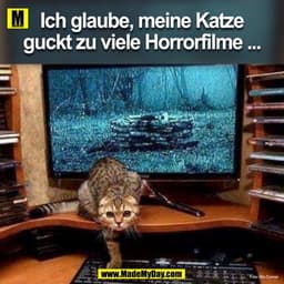 Ich glaube, meine Katze guckt zu viele Horrorfilme...
