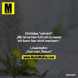 Orchidee *mimimi*: „Mir ist es hier 0,03 pH zu sauer. Ich kann hier nicht wachsen.“

Löwenzahn: „Geil man, Beton!“