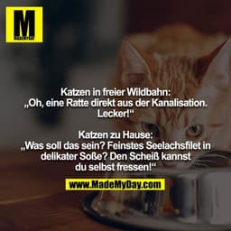 Katzen in freier Wildbahn:
„Oh, eine Ratte direkt aus der Kanalisation. Lecker!“

Katzen zu Hause:
„Was soll das sein? F