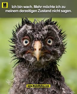Ich bin wach. Mehr möchte ich zu
meinem derzeitigen Zustand nicht sagen.