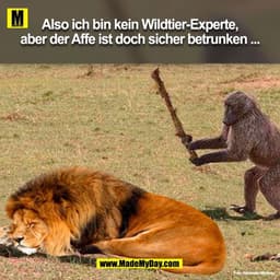 Also ich bin kein Wildtier-Experte, aber der Affe ist doch sicher betrunken ...
