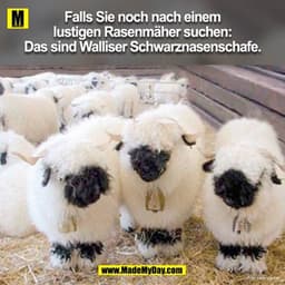 Falls Sie noch nach einem lustigen Rasenmäher suchen: Das sind Walliser Schwarznasenschafe