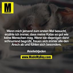 Wenn mich jemand zum ersten Mal besucht, erzähle ich immer, dass meine Katze so gut wie keine Menschen mag. Wenn sie die