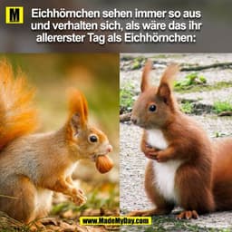 Eichhörnchen sehen immer so aus und verhalten sich, als wäre das ihr allererster Tag als Eichhörnchen:
