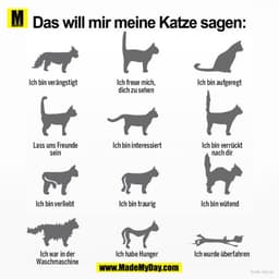 Das will mir meine Katze sagen:
Ich bin verängstigt
Ich bin aufgeregt
Ich freue mich,
dich zu sehen
Ich bin verrückt
Las
