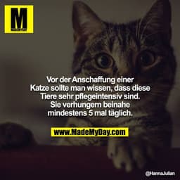 Vor der Anschaffung einer Katze sollte man wissen, dass diese Tiere sehr pflegeintensiv sind. Sie verhungern beinahe min