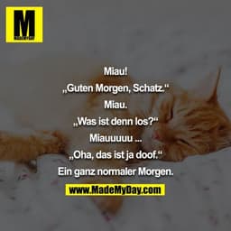 Miau!

„Guten Morgen, Schatz.“

Miau.

„Was ist denn los?“

Miauuuuu ...

„Oha, das ist ja doof.“

Ein ganz normaler Mor