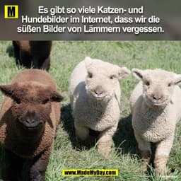Es gibt so viele Katzen- und
Hundebilder im Internet, dass wir die
süßen Bilder von Lämmern vergessen.