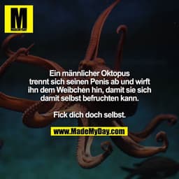 Ein männlicher Oktopus trennt sich seinen Penis ab und wirft ihn dem Weibchen hin, damit sie sich damit selbst befruchte
