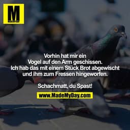 Vorhin hat mir ein Vogel auf den Arm geschissen. Ich hab das mit einem Stück Brot abgewischt und ihm zum Fressen hingewo