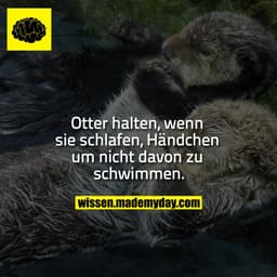 Otter halten, wenn sie schlafen, Händchen um nicht davon zu schwimmen.