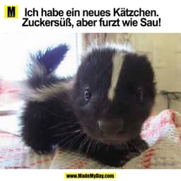 Ich habe ein neues Kätzchen
Zuckersüß, aber furzt wie Sau!