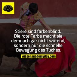 Stiere sind farbenblind. Die rote Farbe macht sie demnach gar nicht wütend, sondern nur die schnelle Bewegung des Tuches