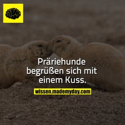 Präriehunde begrüßen sich mit einem Kuss.