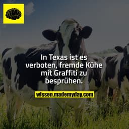 In Texas ist es verboten,
fremde Kühe mit Graffiti zu
besprühen. 