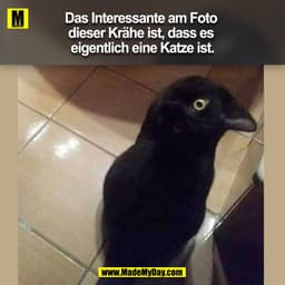 Das Interessante am Foto dieser Krähe ist,
dass es eigentlich eine Katze ist.