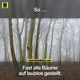 So ... Fast alle Bäume auf laublos gestellt.