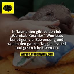 In Tasmanien gibt es den Job „Wombat-Kuschler“. Wombats benötigen viel Zuwendung und wollen den ganzen Tag gekuschelt un