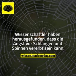 Wissenschaftler haben herausgefunden, dass die Angst vor Schlangen und Spinnen vererbt sein kann.