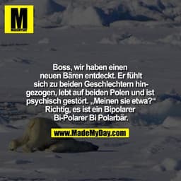 Boss, wir haben einen neuen Bären entdeckt. Er ist zu beiden Geschlechtern hingezogen, lebt auf beiden Polen und ist psy