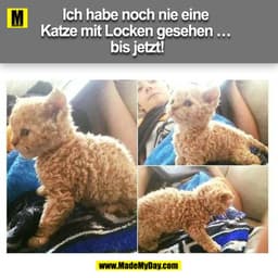 Ich habe noch nie eine Katze mit Locken gesehen ... bis jetzt!
