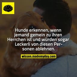 Hunde erkennen, wenn jemand gemein zu ihren Herrchen ist und würden sogar Leckerli von diesen Personen ablehnen.