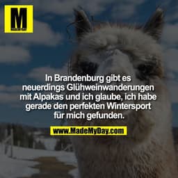 In Brandenburg gibt es neuerdings Glühweinwanderungen mit Alpakas und ich glaube, ich habe gerade den perfekten Wintersp