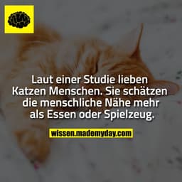 Laut einer Studie lieben Katzen Menschen. Sie schätzen die menschliche Nähe mehr als Essen oder Spielzeug.