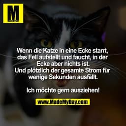 Wenn die Katze in eine Ecke starrt, das Fell aufstellt und faucht, in der Ecke aber nichts ist.
Und plötzlich der gesamt