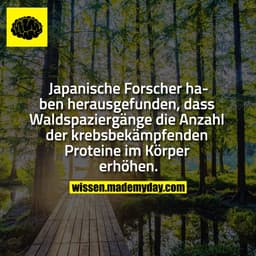 Japanische Forscher haben herausgefunden, dass Waldspaziergänge die Anzahl der krebsbekämpfenden Proteine im Körper erhö