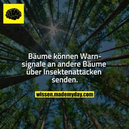Bäume können Warnsignale an andere Bäume über Insektenattacken senden.