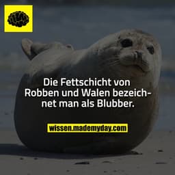 Die Fettschicht von Robben und Walen bezeichnet man als Blubber.