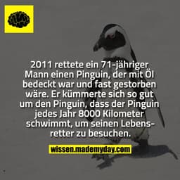 2011 rettete ein 71-jähriger Mann einen Pinguin, der mit Öl bedeckt war und fast gestorben wäre. Er kümmerte sich so gut