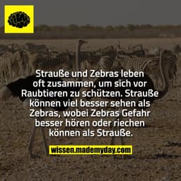 Strauße und Zebras leben oft zusammen, um sich vor Raubtieren zu schützen. Strauße können viel besser sehen als Zebras, 