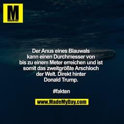 Der Anus eines Blauwals kann einen Durchmesser von bis zu einem Meter erreichen und ist somit das zweitgrößte Arschloch 