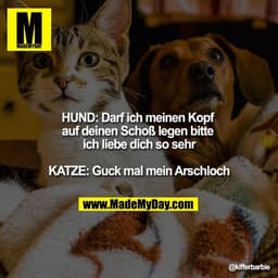 HUND: Darf ich meinen Kopf auf deinen Schoß legen bitte ich liebe dich so sehr

KATZE: Guck mal mein Arschloch