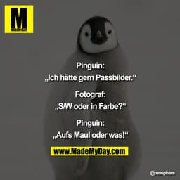 Pinguin:
„Ich hätte gern Passbilder.""
Fotograf:
„S/W oder in Farbe?""
Pinguin:
„AufsMaul oder was!