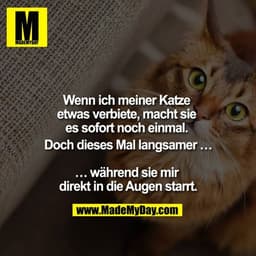 Wenn ich meiner Katze etwas verbiete, macht sie es sofort noch einmal. Doch dieses Mal langsamer ...

... während sie mi