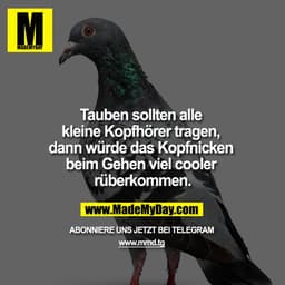 Tauben sollten alle kleine Kopfhörer tragen, dann würde das Kopfnicken beim Gehen viel cooler rüberkommen.
