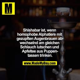 Shishabar ist, wenn homophobe Alphatiere mit gezupften Augenbrauen abwechselnd am gleichen Schlauch lutschen und Apfelte